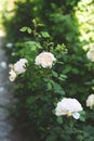 Beautiful white roses in botanic garden