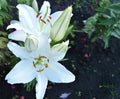 Beautiful white Royal lilies bloom in the garden summer background Royalty Free Stock Photo