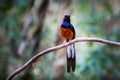 Beautiful White-rumped shama on a branch in nature background