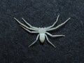 Beautiful white Running crab spider top view stock photo Royalty Free Stock Photo