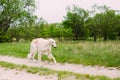 Beautiful White Russian Borzoi Borzaya Hunting Dog running in fo Royalty Free Stock Photo