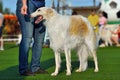 Beautiful white russian hunting sighthound Royalty Free Stock Photo