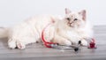 Beautiful sacred cat of burma with stethoscope