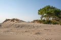 Beautiful white sand dune and tree over Baltic sea in the summer, landscape Royalty Free Stock Photo