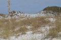 White sand dunes in the Florida Panhandle Royalty Free Stock Photo