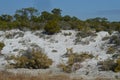 White sand dunes in the Florida Panhandle Royalty Free Stock Photo