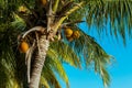 Beautiful White Sandy Beach with Coconut Palms Royalty Free Stock Photo