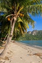 Beautiful White Sandy Beach with Coconut Palms Royalty Free Stock Photo