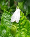 Beautiful white satin moth or leucoma salicis sitting on the leaves