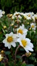 Beautiful white saxifrage