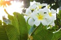 Beautiful white scented blooms with yellow centers of exotic tropical frangipanni species plumeria plumeria flowering in summer ad