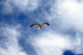 Beautiful white sea gull soars against the blue sky in clouds. Seagull in flight Royalty Free Stock Photo