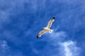 Beautiful white sea gull soars against the blue sky with clouds. Seagull in flight