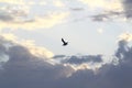 Beautiful white sea gull soars against the blue sky in clouds. Royalty Free Stock Photo