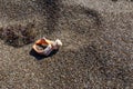 Beautiful white sea shell on sand background Royalty Free Stock Photo