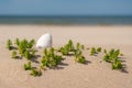 Beautiful White Sea Shell In The Sand Between Green Grass On A Sunny Day At The Beach. Seashell Laying On Sandy Background. Nobody