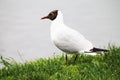 Beautiful white seagull awaits the outburst of fish on the surface of the lake