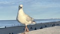 Beautiful white seagull on the beach. Royalty Free Stock Photo