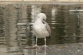 Beautiful White Seagull bird walking in the city Royalty Free Stock Photo