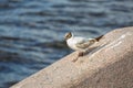 Beautiful white seagull with brown plumage is walking along a granite ledge against the dark waters of the Neva River in Saint-Pet Royalty Free Stock Photo