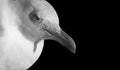 Beautiful White Seagull Closeup Face