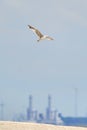 Beautiful white seagull flying against the blue sky and white clouds, freedom and flight concept Royalty Free Stock Photo