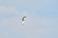 Beautiful white seagull flying against the blue sky and white clouds, freedom and flight concept Royalty Free Stock Photo