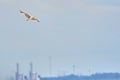 Beautiful white seagull flying against the blue sky and white clouds, freedom and flight concept Royalty Free Stock Photo