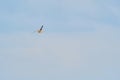 Beautiful white seagull flying against the blue sky and white clouds, freedom and flight concept Royalty Free Stock Photo