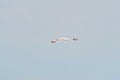 Beautiful white seagull flying against the blue sky and white clouds, freedom and flight concept Royalty Free Stock Photo