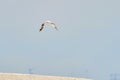 Beautiful white seagull flying against the blue sky and white clouds, freedom and flight concept Royalty Free Stock Photo