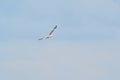 Beautiful white seagull flying against the blue sky and white clouds, freedom and flight concept Royalty Free Stock Photo