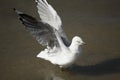 A beautiful white Seagull is Landing in Estuary on summer afternoon