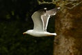 Beautiful white seagull, sea bird flight Royalty Free Stock Photo