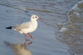 Beautiful white seagull on the seashore. Seabird among the waves of the autumn sea. Surf and wave movement Royalty Free Stock Photo