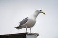 A beautiful white seagull sits on the roof against the background of a gray cloudy sky. Loud seabird. Royalty Free Stock Photo