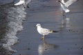 Beautiful white Seagull stands on the beach Royalty Free Stock Photo