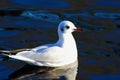 A beautiful white seagull swimming Royalty Free Stock Photo