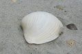 White seashell on the sand on Florida beach Royalty Free Stock Photo