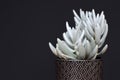 Beautiful white Senecio Haworthii succulent potted house plant on dark background