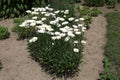 Beautiful white Shasta daisies grow in the garden in summer Royalty Free Stock Photo