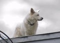 A beautiful white sheepdog on a high roof of a building in front of white sky