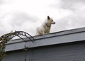 A beautiful white sheepdog on a high roof of a building in front of white sky