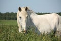 Beautiful white shire horse portrait in rural area