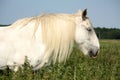 Beautiful white shire horse portrait in rural area