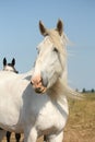 Beautiful white shire horse portrait in rural area