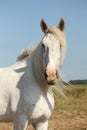 Beautiful white shire horse portrait in rural area