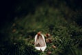 Beautiful white shoes with red bouquets on green grass in the mo Royalty Free Stock Photo