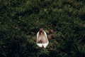 Beautiful white shoes with red bouquets on green grass in the mo Royalty Free Stock Photo