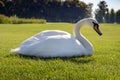 Beautiful white sitting swan in the middle of summer meadow. Bird with white feather on green grass. Elegance and peace background